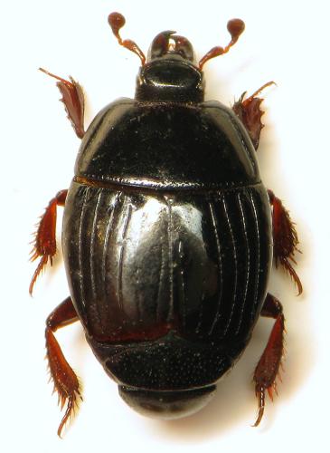 Réf. 315 467 : Atholus corvinus