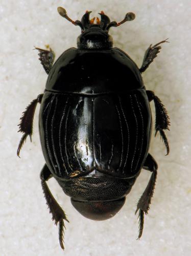 Margarinotus brunneus