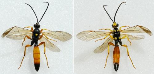 Ichneumon computatorius