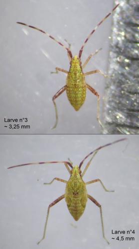 Creontiades pallidus