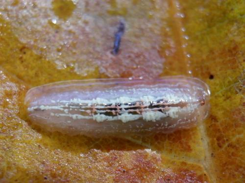 Réf. 315 780 : Syrphus ribesii