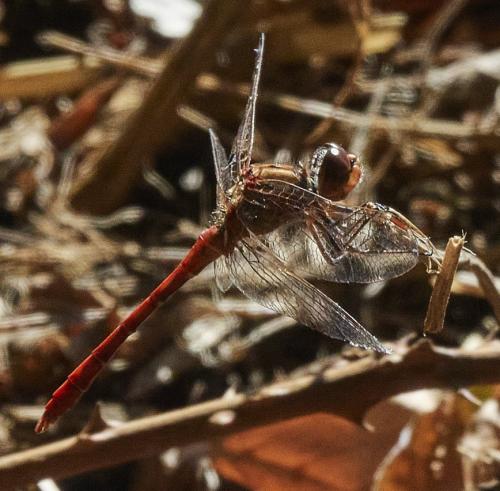 Réf. 315 957 : Sympetrum meridionale