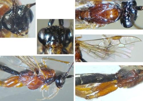 Réf. 315 819 : Macrocentrus bicolor