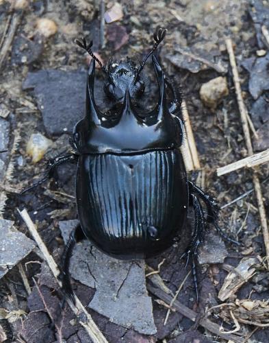 Réf. 315 277 : Typhaeus typhoeus