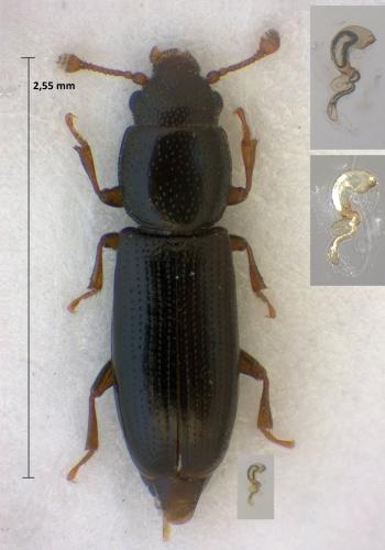 Réf. 315 162 : Rhizophagus unicolor