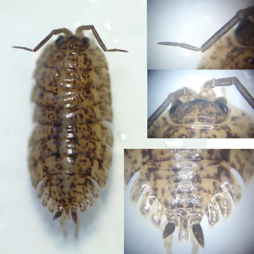Réf. 315 824 : Trachelipus rathkii