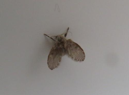 Clogmia albipunctata