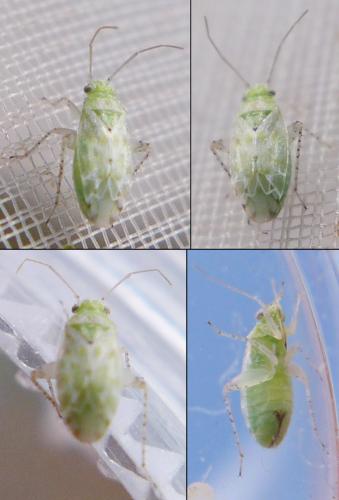 Atomoscelis onusta