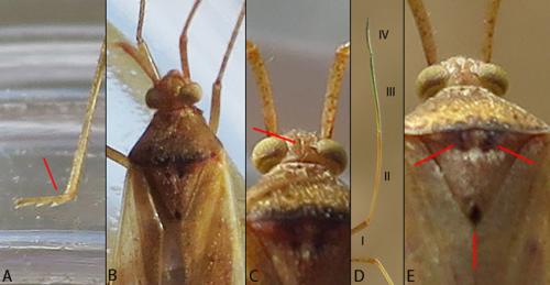 Creontiades pallidus