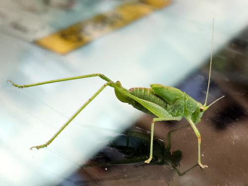 Phaneroptera nana