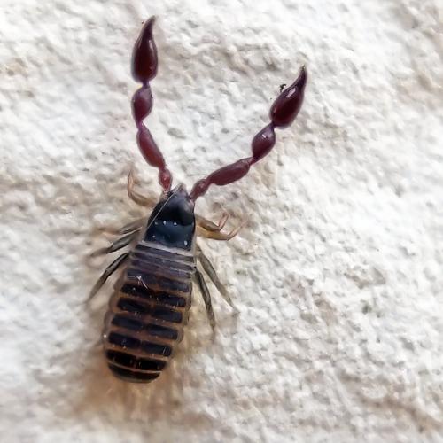 Réf. 315 463 : Withius hispanus