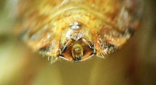 Stictopleurus punctatonervosus