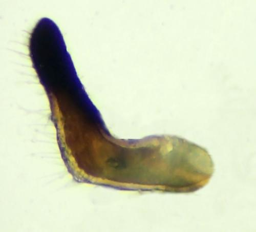 Réf. 315 207 : Stictopleurus punctatonervosus