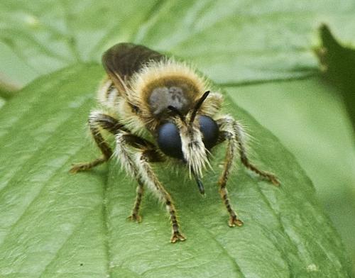 Réf. 315 280 : Laphriinae inconnu