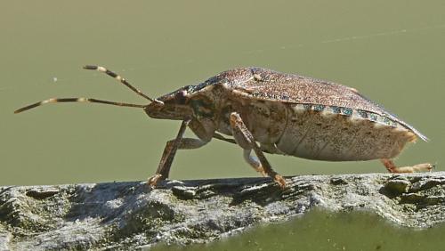 Halyomorpha halys