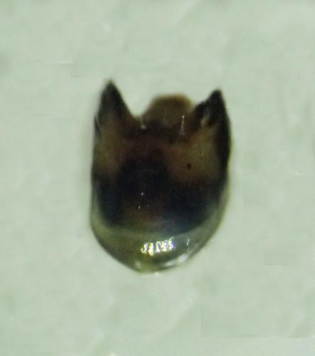 Réf. 315 206 : Stictopleurus punctatonervosus
