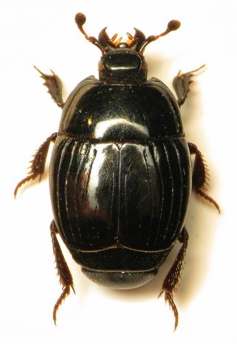 Réf. 315 462 : Hister bissexstriatus