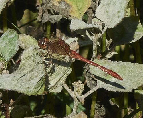 Réf. 315 956 : Sympetrum sp.