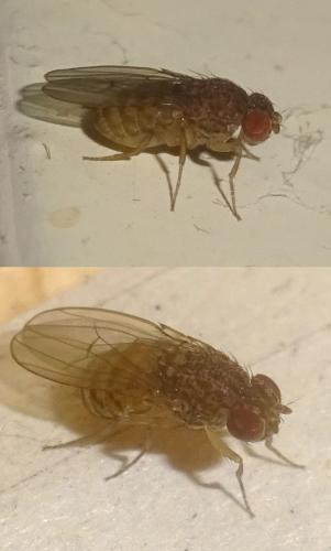 Drosophila repleta