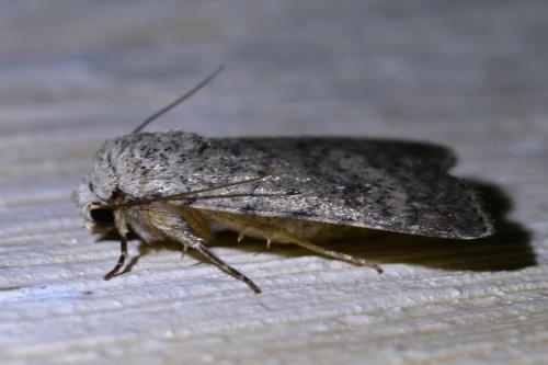 Réf. 315 334 : Caradrina clavipalpis