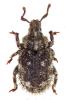 315081 – Photo : Dominique Poirier-Ducrocq – France (59)