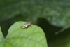 315118 – Photo : D. Martinez – Philippines