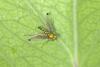 315551 – Photo : D. Martinez – Philippines