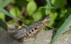 315494 – Photo : Christian Berquer – France (05)