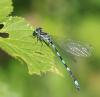 315324 – Photo : clovis – France (29)