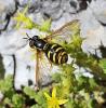 315999 – Photo : Guillaume JACQUEMIN – France (74)