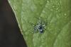 315448 – Photo : D. Martinez – Philippines