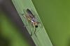 315487 – Photo : D. Martinez – Philippines