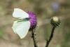 315388 – Photo : Bernard Saquet – France (30)