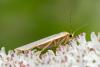 315547 – Photo : Bernard Saquet – France (12)