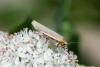315556 – Photo : Bernard Saquet – France (12)