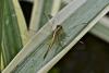 315120 – Photo : D. Martinez – Philippines
