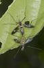 315671 – Photo : D. Martinez – Philippines