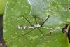 315178 – Photo : D. Martinez – Philippines