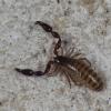 Atemnus politus