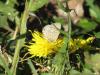 315580 – Photo : fanny catanzano – France (65)
