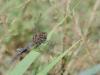 315672 – Photo : pierre juliand – France (40)