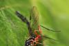 315003 – Photo : Daniel INGREMEAU – France (36)