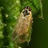 315801 – Photo : Cédric Mondy – France (56)