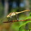 315287 – Photo : Cédric Mondy – France (56)