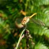 315288 – Photo : Cédric Mondy – France (56)