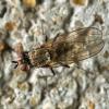 315148 – Photo : Cédric Mondy – France (56)