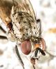 315189 – Photo : Cédric Mondy – France (56)
