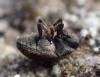 315221 – Photo : Catherine Reymonet-Smitten – France (31)