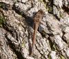 315739 – Photo : Jean-Michel GAREL – France (89)