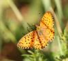 315874 – Photo : clovis – France (05)